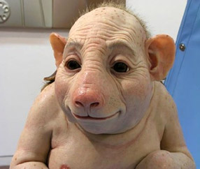 swine